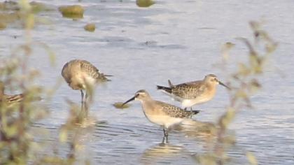 Curlew Sandpiper