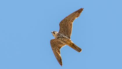 Eurasian Hobby