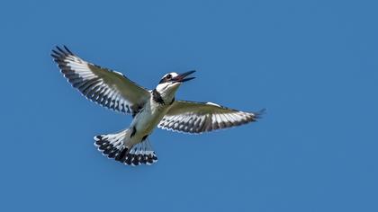 Pied Kingfisher