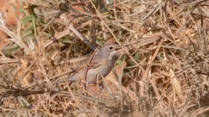 Spectacled Warbler