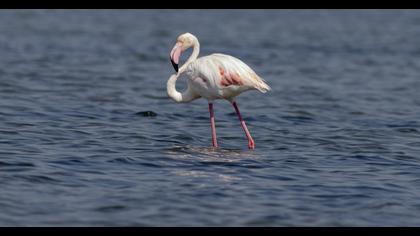 Greater Flamingo
