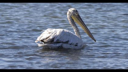 Dalmatian Pelican