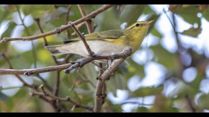Wood Warbler