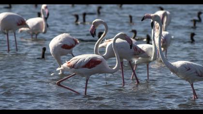Greater Flamingo