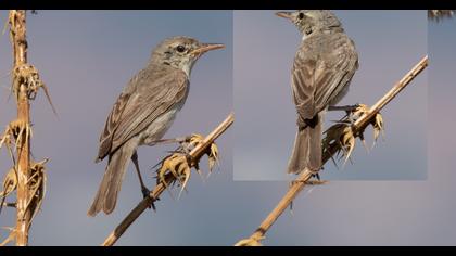 Upcher`s Warbler
