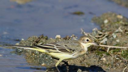 Western Yellow Wagtail