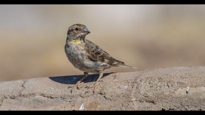 Rock Sparrow