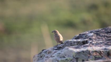 Grey-necked Bunting