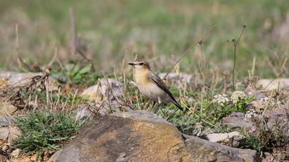 Northern Wheatear