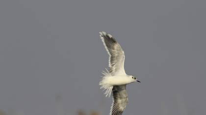 Little Gull