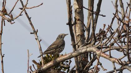 Mistle Thrush