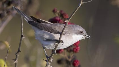 Lesser Whitethroat