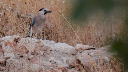 Eurasian Jay