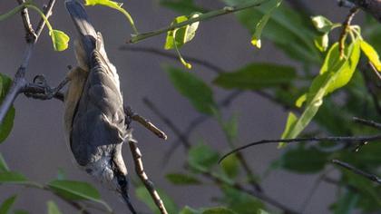 Western Rock Nuthatch
