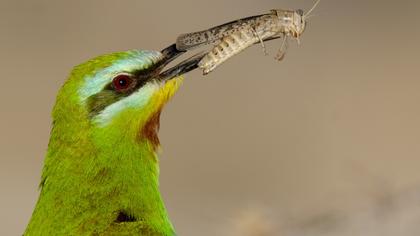 Blue-cheeked Bee-eater