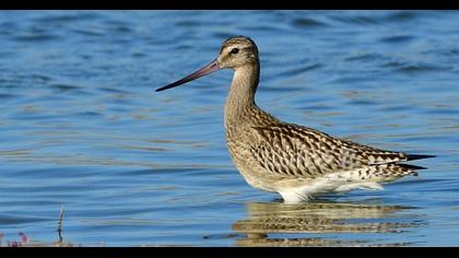 Bar-tailed Godwit