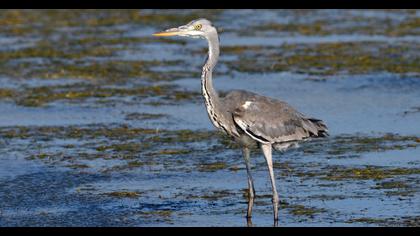 Grey Heron