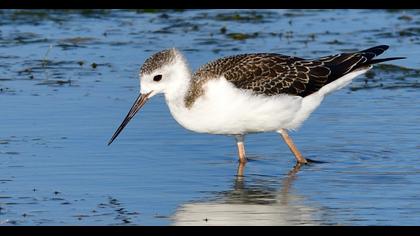 Black-winged Stilt