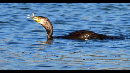 Great Cormorant