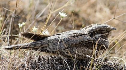 European Nightjar