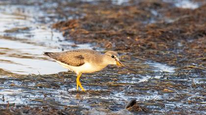 Terek Sandpiper
