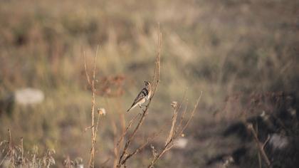 Whinchat
