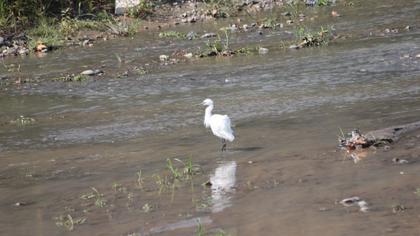Little Egret