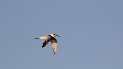 Sandwich Tern