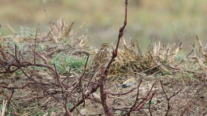 Corn Bunting