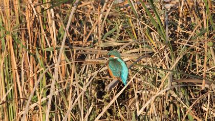 Common Kingfisher