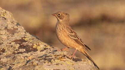 Grey-necked Bunting