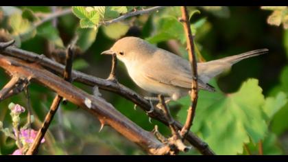 Menetries`s Warbler