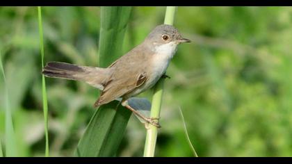 Menetries`s Warbler