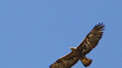 Golden Eagle