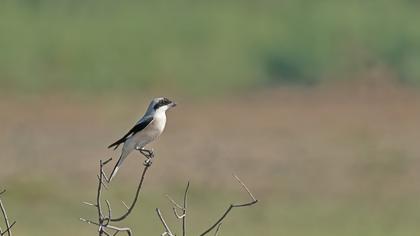 Lesser Grey Shrike