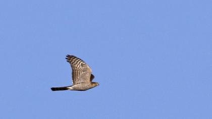 Eurasian Sparrowhawk