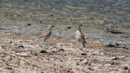 Turkestan Short-toed Lark