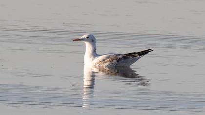Slender-billed Gull