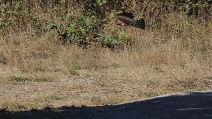 Eurasian Sparrowhawk