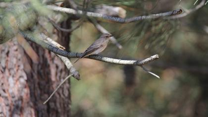 Spotted Flycatcher