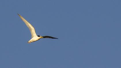 Little Tern