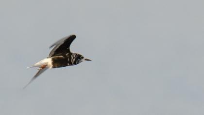 White-winged Tern