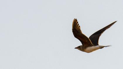 Collared Pratincole
