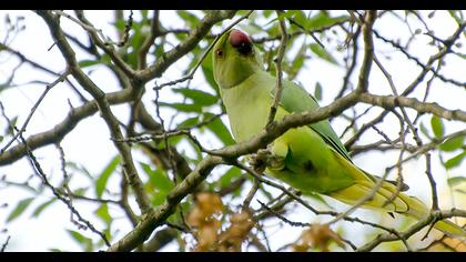 Rose-ringed Parakeet
