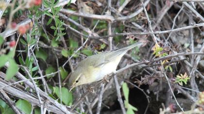 Willow Warbler