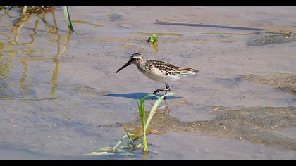 Broad-billed Sandpiper