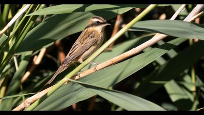 Sedge Warbler