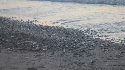Common Ringed Plover
