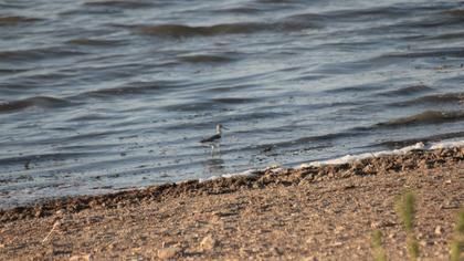 Common Greenshank