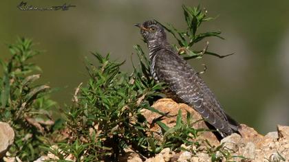 Common Cuckoo